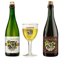 Lupulus - новое бельгийское пиво от BeerShop.com.ua